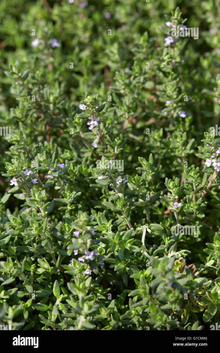 Le thym, Thymus vulgaris feuilles vertes contexte Banque D'Images