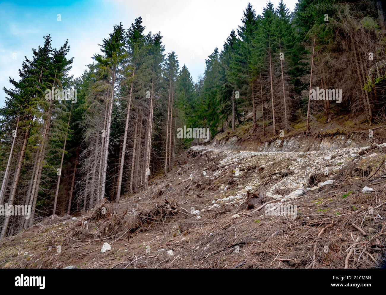 La forêt de montagne au printemps Banque D'Images