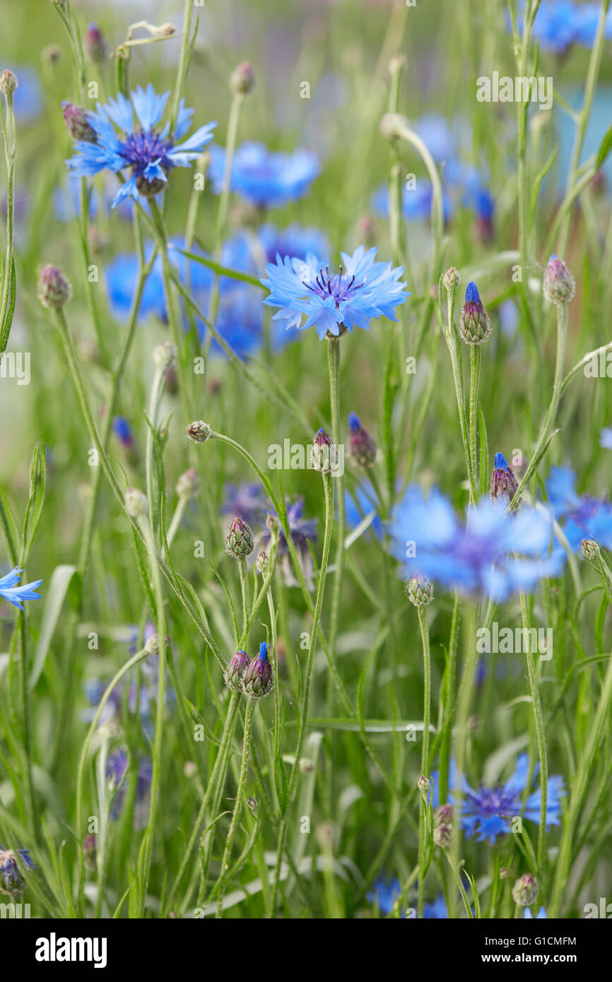 Bleuet, Centaurea cyanus, macro fond Banque D'Images