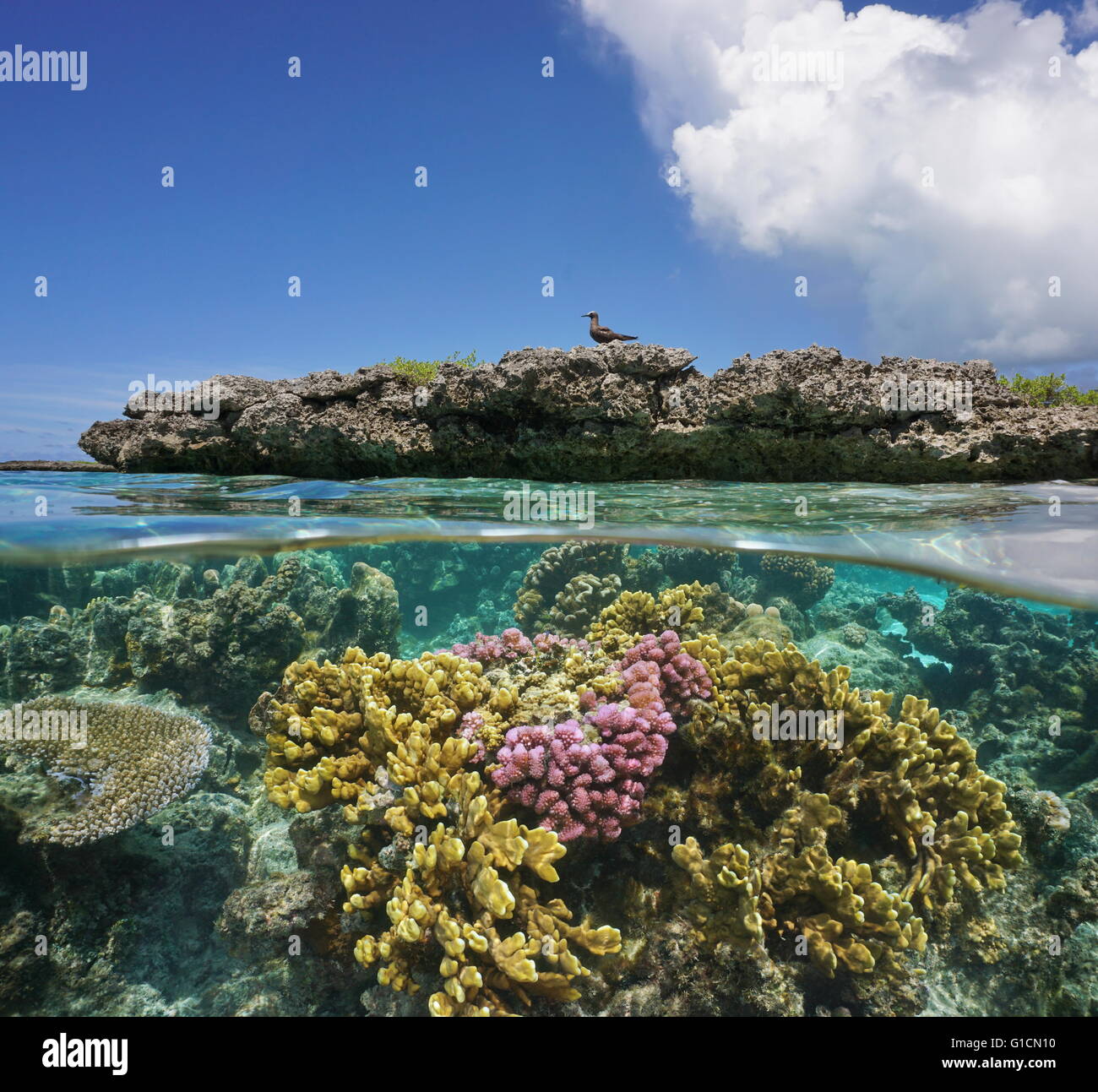 Au-dessus et au-dessous de la surface de l'eau, les coraux sous l'eau et un îlot de corail avec un oiseau de mer, océan Pacifique, Polynésie Française Banque D'Images