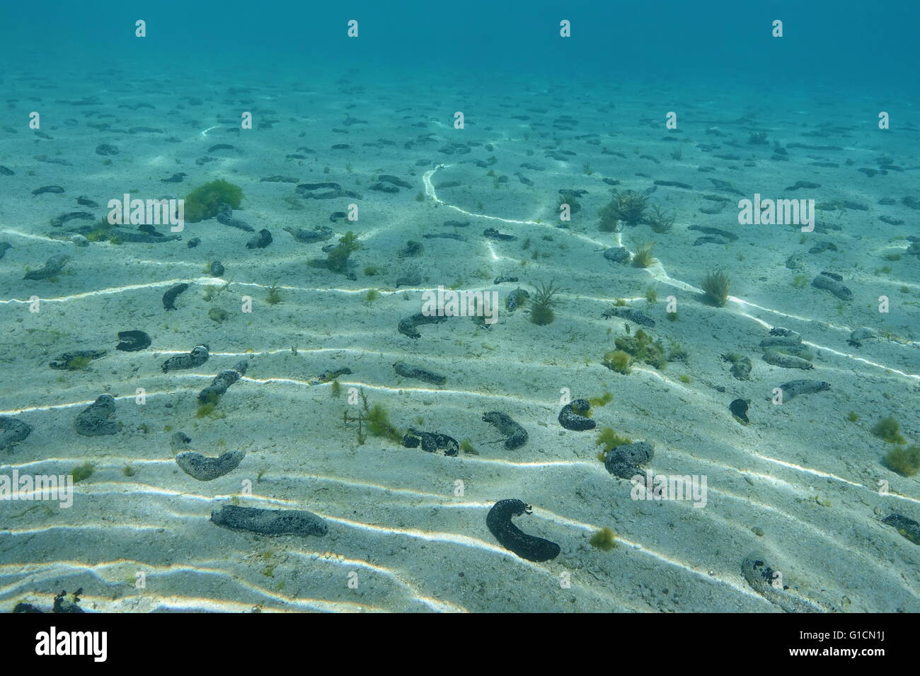L'océan de sable peu profond avec beaucoup de concombres de mer noire, Holothuria atra, océan Pacifique, Polynésie française Banque D'Images
