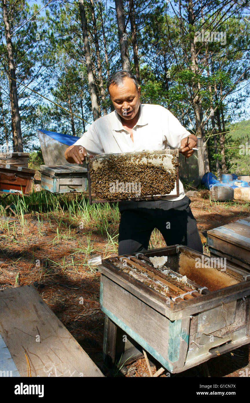DA LAT, VIET NAM, en Asie avec l'agriculteur, l'apiculture apiculteur vietnamien prendre ruche entre jungle, bee bee travaillant au nid Banque D'Images