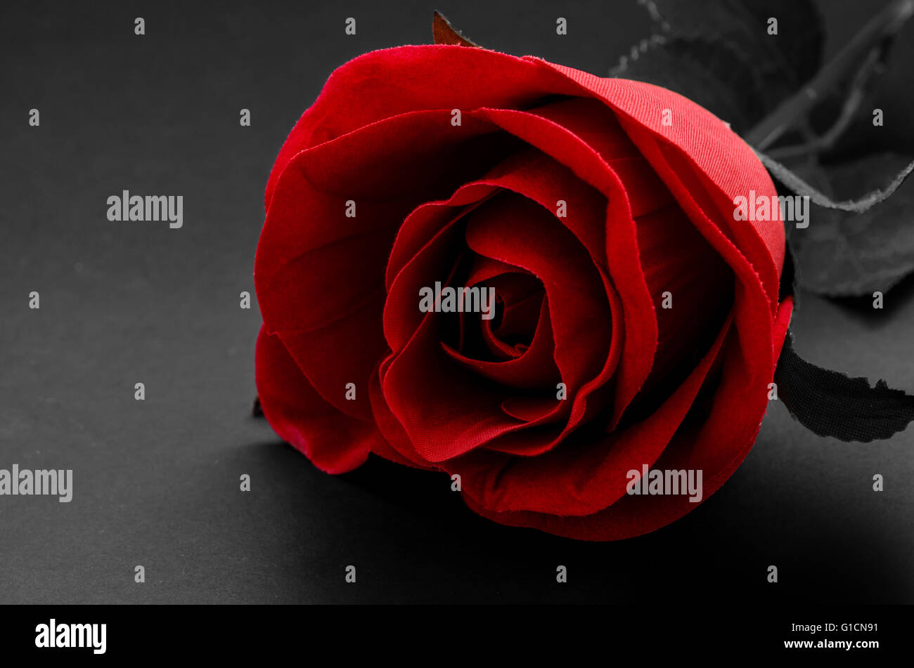 Rose rouge sur fond noir. - Noir et blanc Photo Stock - Alamy