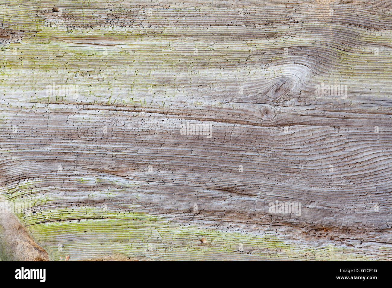 Old plank background texture de grain de bois ou Banque D'Images