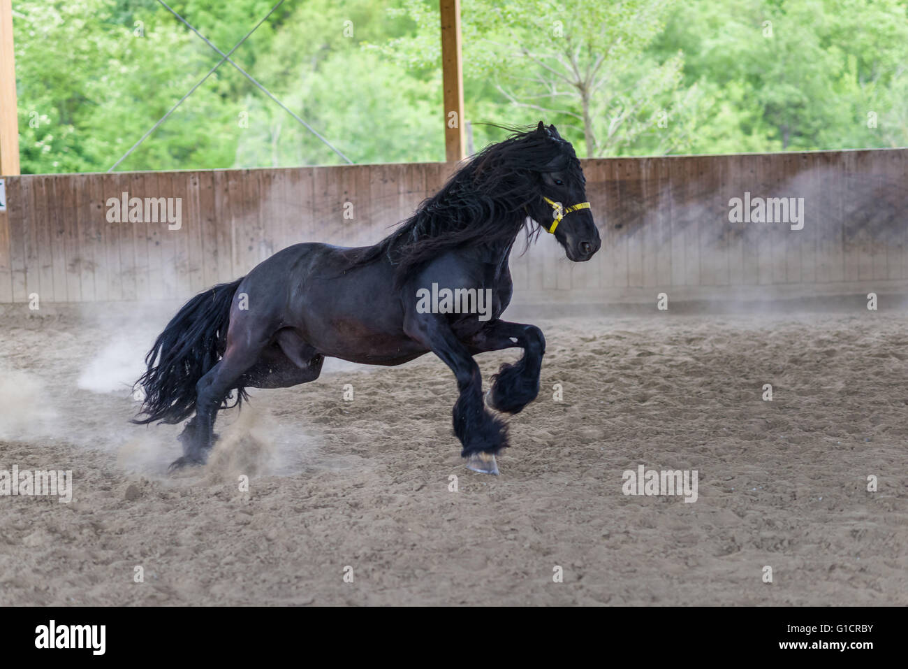 Black Stallion de cheval frison gallopping Banque D'Images