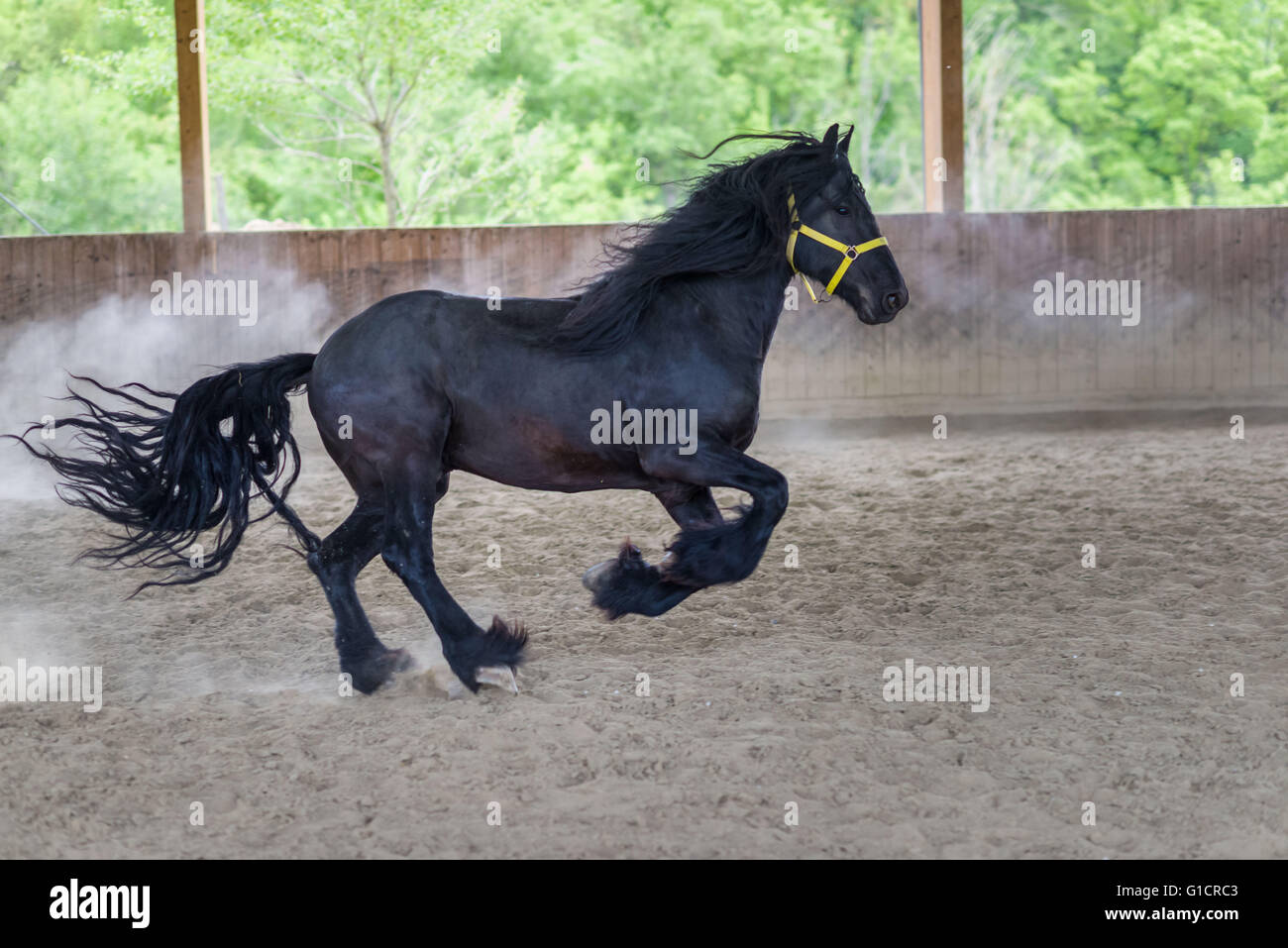 Black Stallion de cheval frison gallopping Banque D'Images