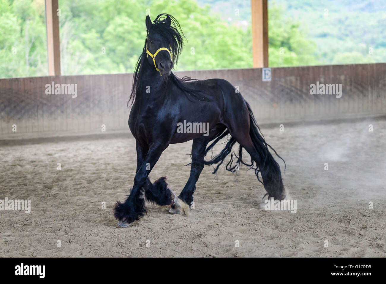 Black Stallion de cheval frison gallopping Banque D'Images