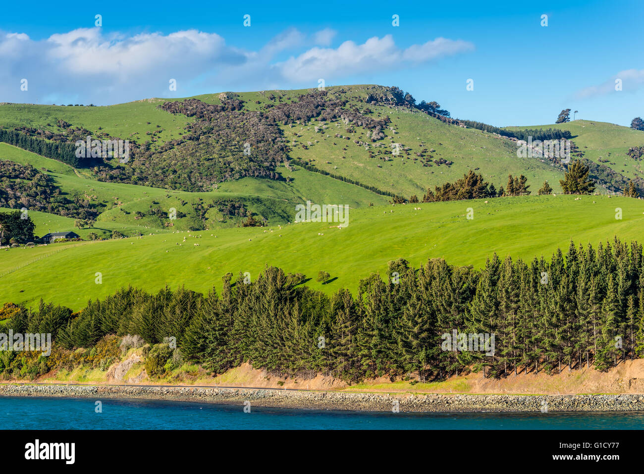 Beau paysage de la Nouvelle-Zélande - collines couvertes par l'herbe verte avec des troupeaux de moutons -près de Dunedin au sud de la région de l'Otago Banque D'Images