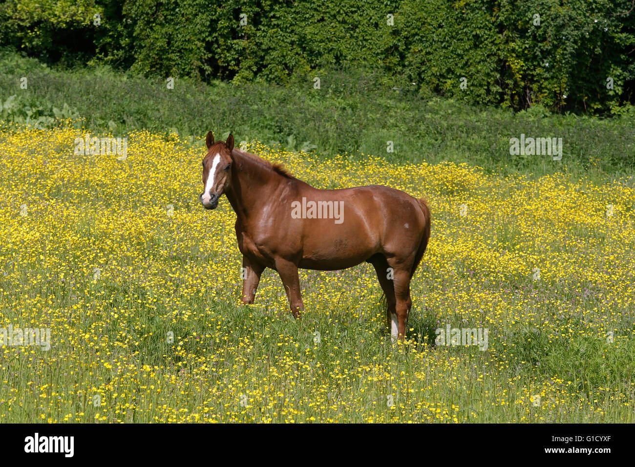 Cheval dans un champ. La France. Banque D'Images