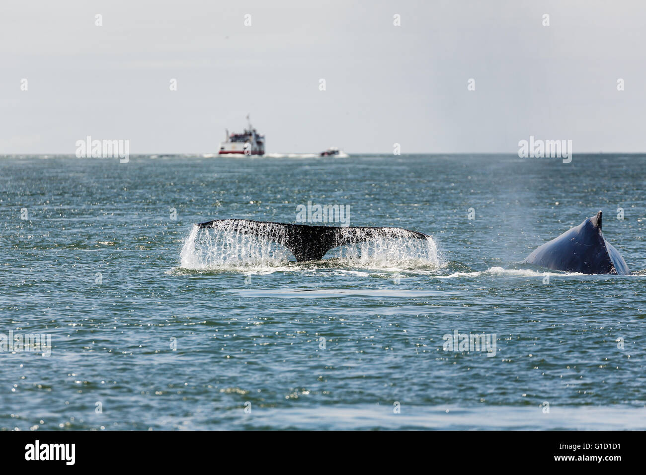 Closeup de fluke de mère et bébé baleine grise, une espèce en voie de disparition, dans la baie