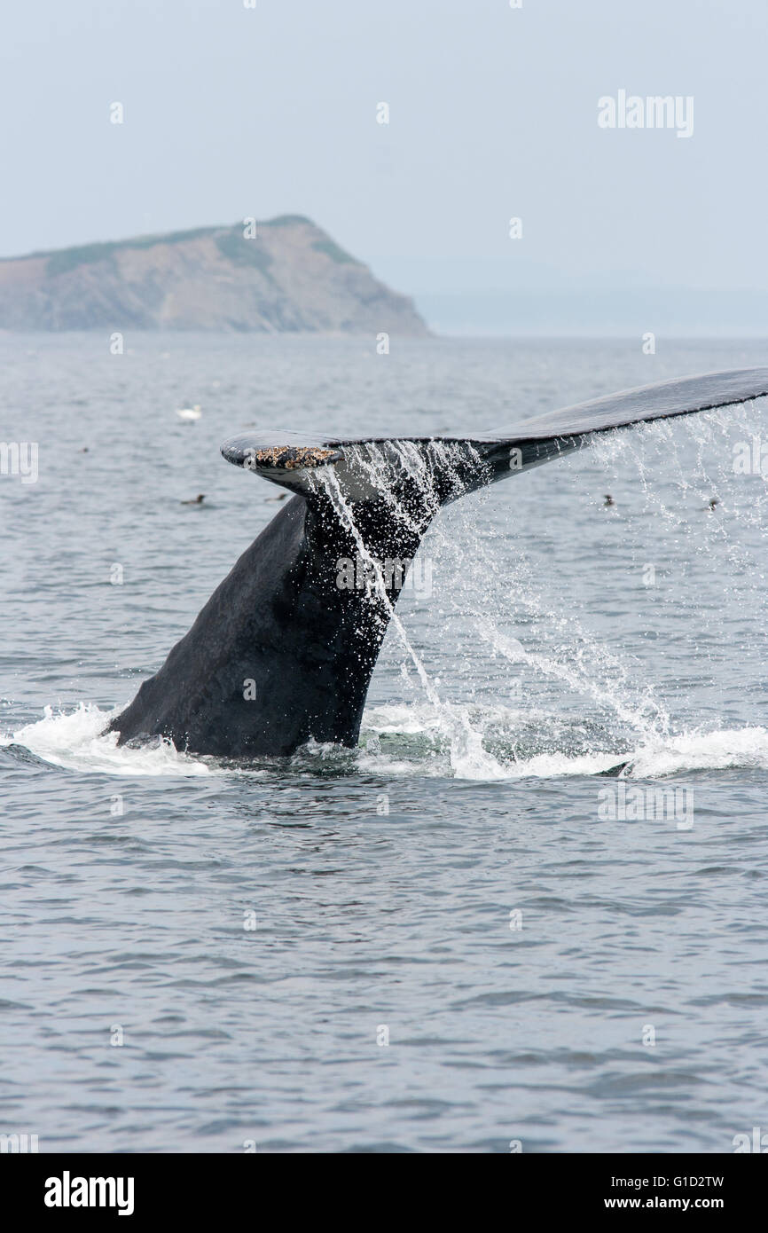 Baleine à bosse fluking dans le golfe du Saint-Laurent au large de Percé. Banque D'Images