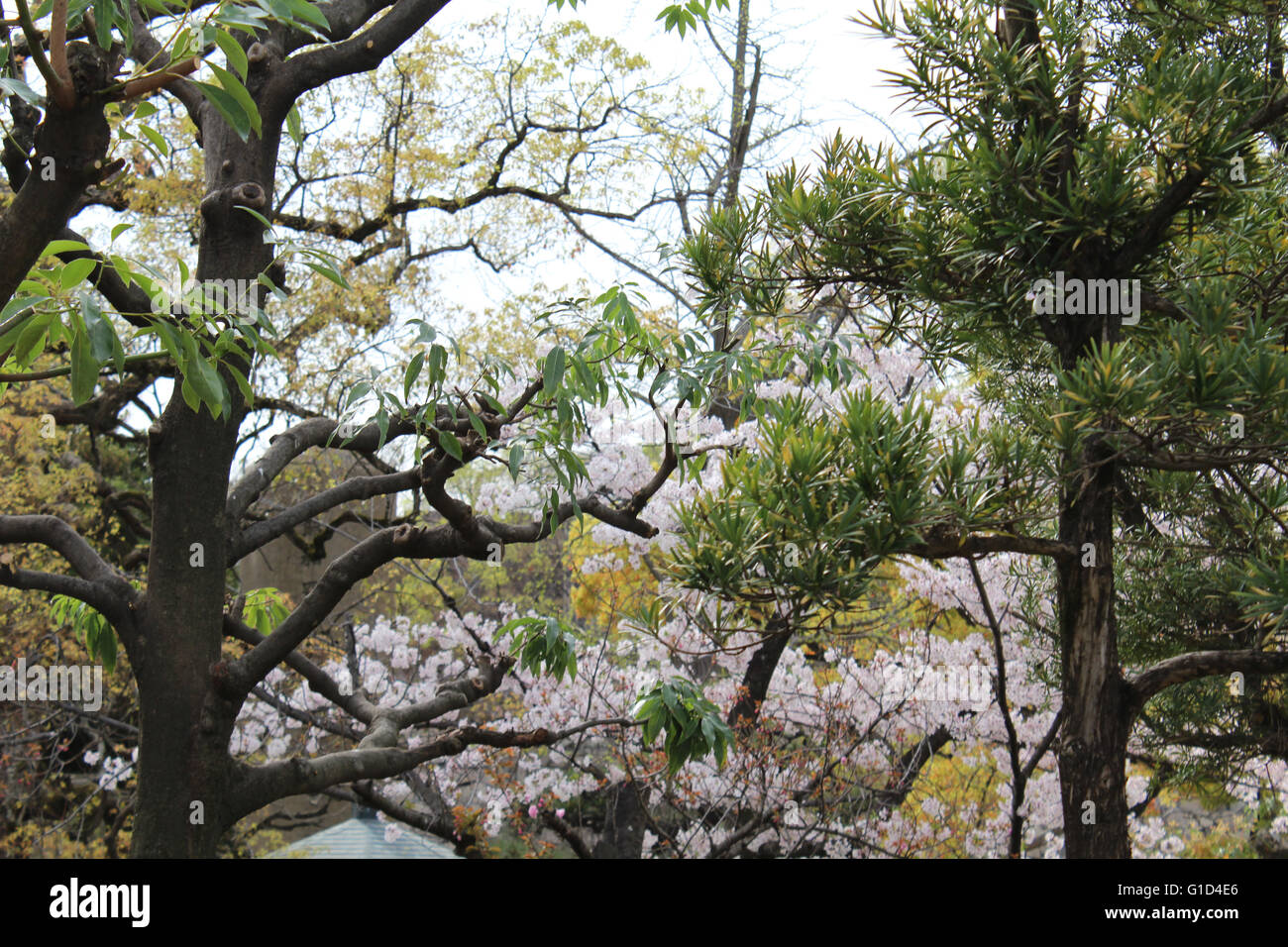 Voyage au Japon 2016 Banque D'Images