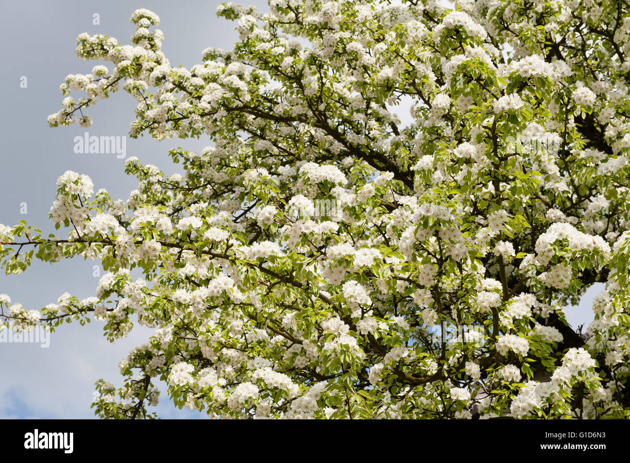Fleurs de pommier blanc macro, Malus floraison dans la saison du printemps en Espagne, l'Europe, l'abondance des fleurs sur la plante en fleurs luxuriantes. Banque D'Images