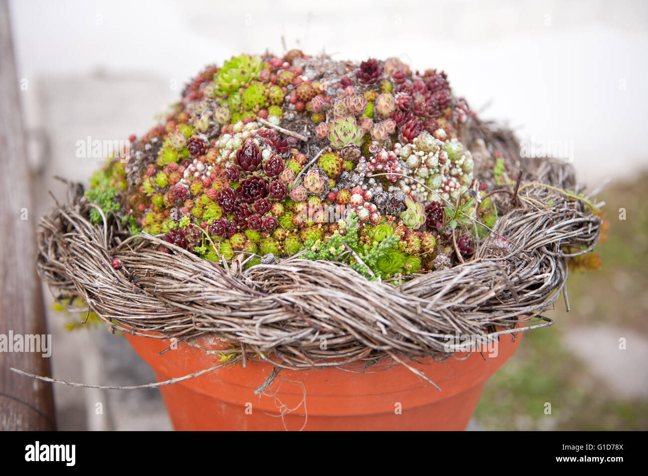 Dans Houseleeks pot d'argile verte et rouge, petit gros plan, Sempervivum rosettes varié de petites plantes vivaces succulentes. Banque D'Images