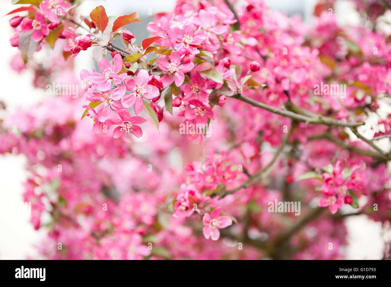 Malus red apple tree macro, la floraison des brindilles dans la saison du printemps en Espagne, l'Europe, l'abondance de fleurs rose rouge sur la luxuriante floraison arbre. Banque D'Images