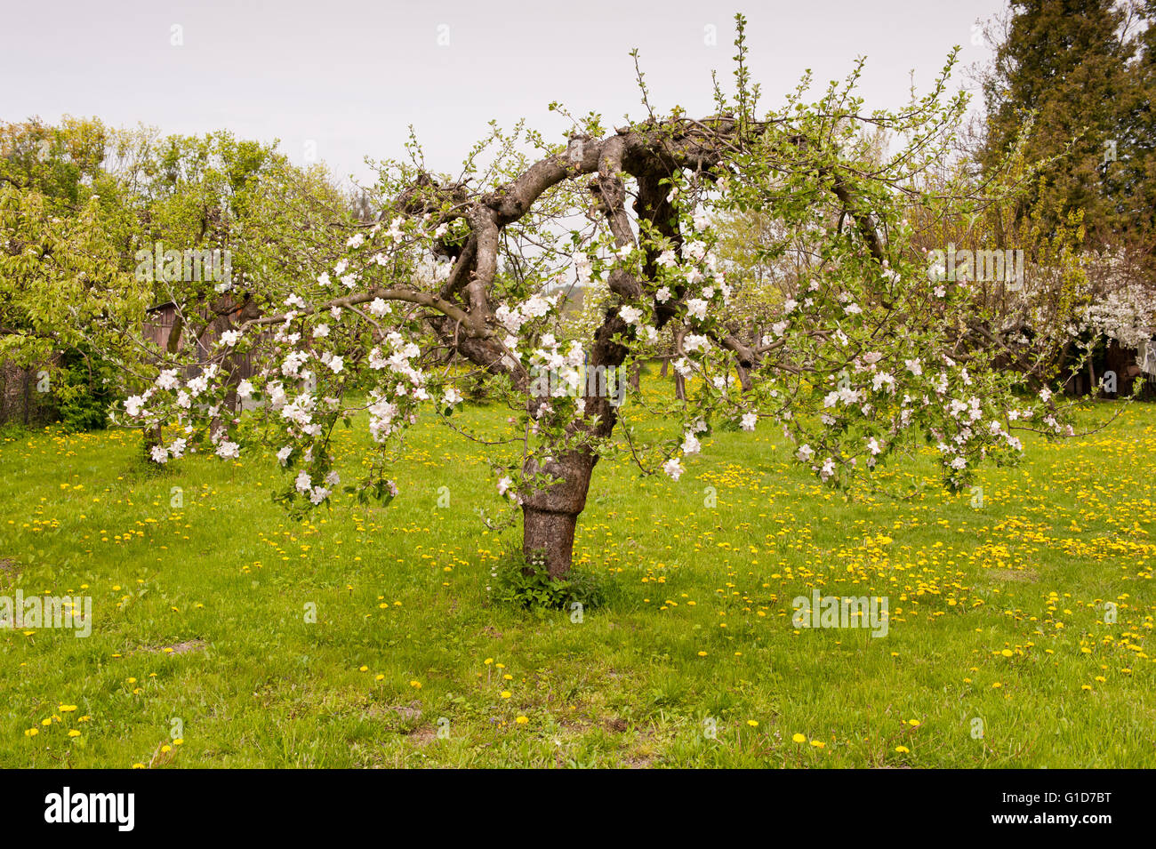 La floraison luxuriante apple tree dans la saison du printemps en Espagne, l'Europe, l'herbe verte fraîche et beaucoup de fleurs sur l'arbre avec des branches formées Banque D'Images