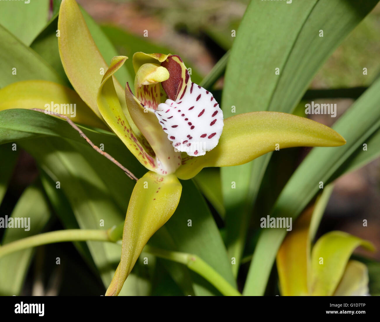 Orchidée Cymbidium à rayures de tigre - Cymbidium tigrinum du chinois de l'Himalaya, du Myanmar et de l'Assam en Inde Banque D'Images