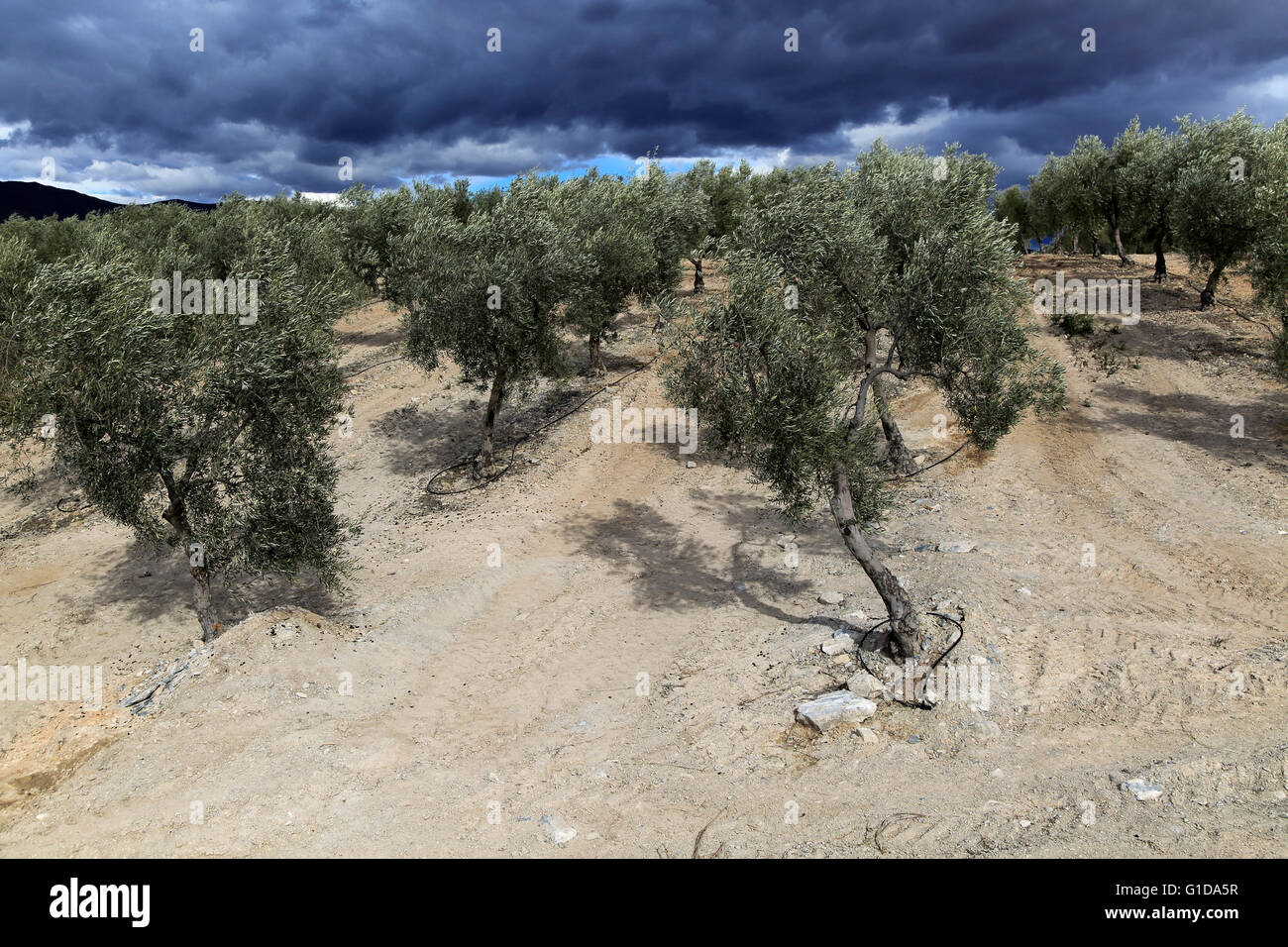 Spectaculaire Paysage de menaces sur les oliviers, Uleila del campo, Almeria, Espagne Banque D'Images