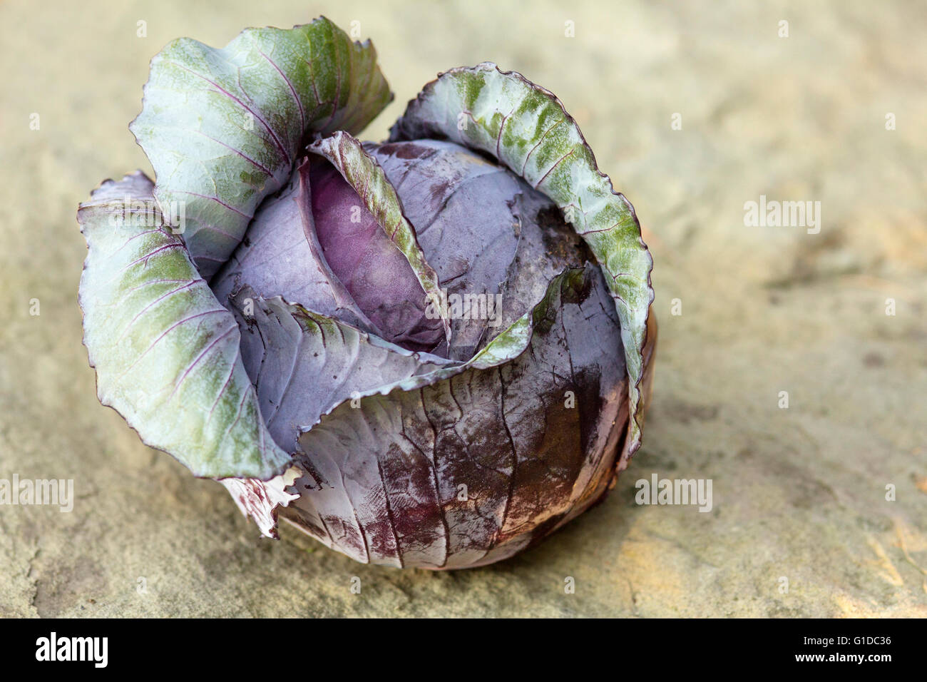 Chou rouge bio, assis sur la pierre. Banque D'Images