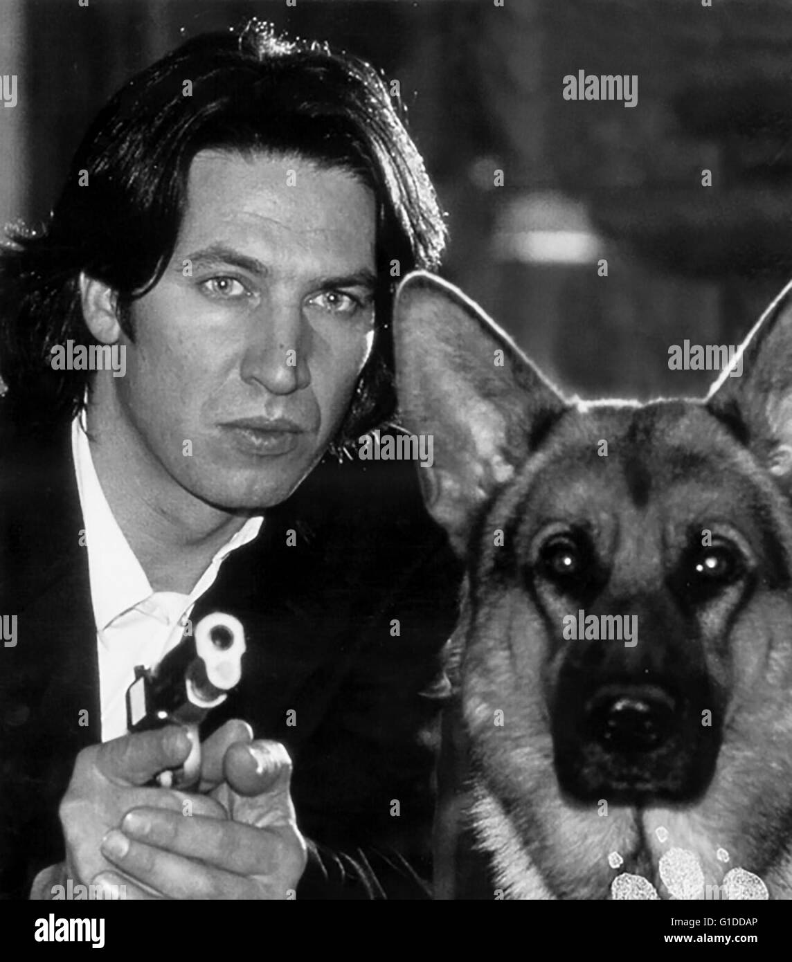 Kommissar Rex / Schäferhund, Banque D'Images