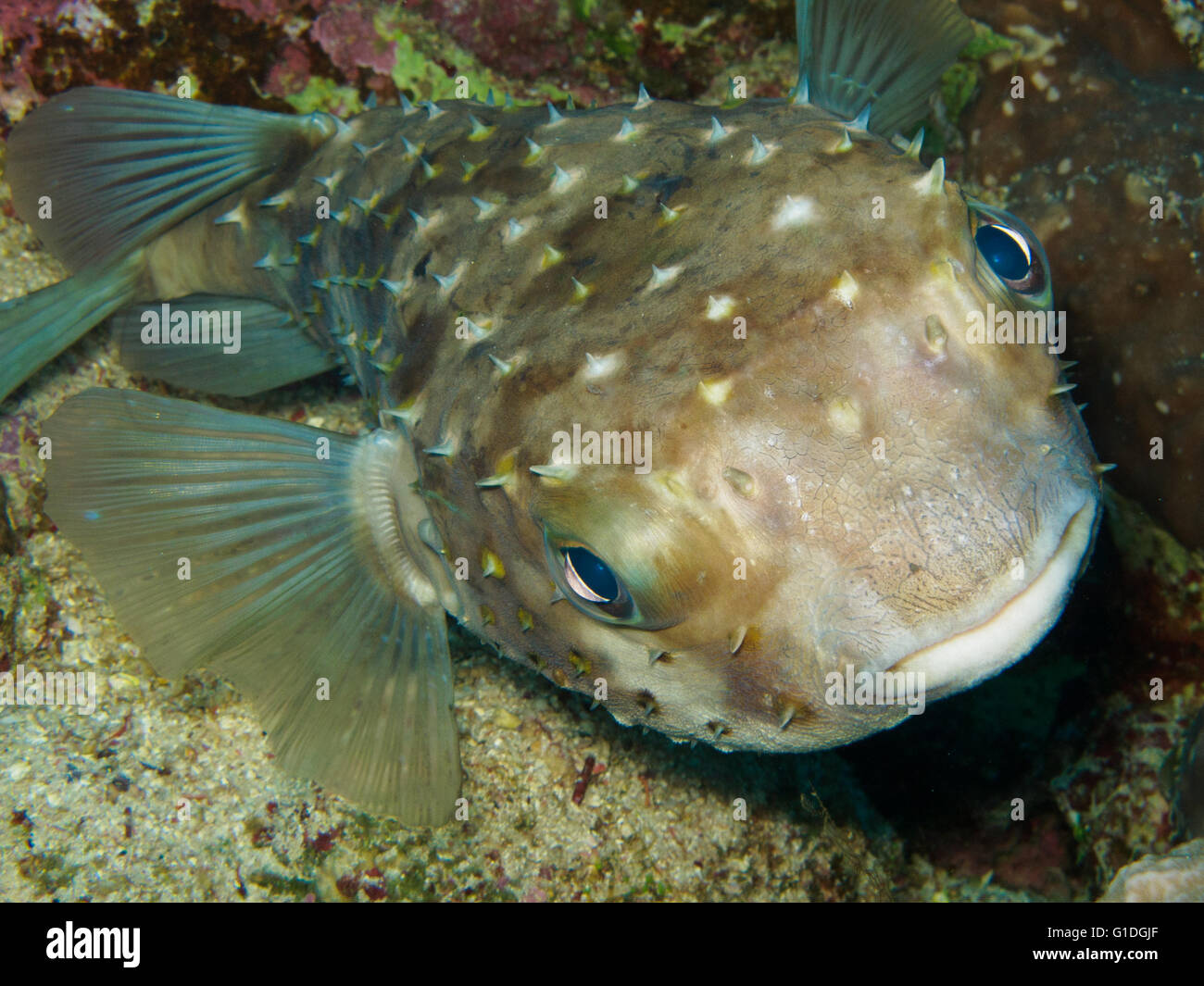 Un porcs-épics avec petites épines autour de son corps. Banque D'Images