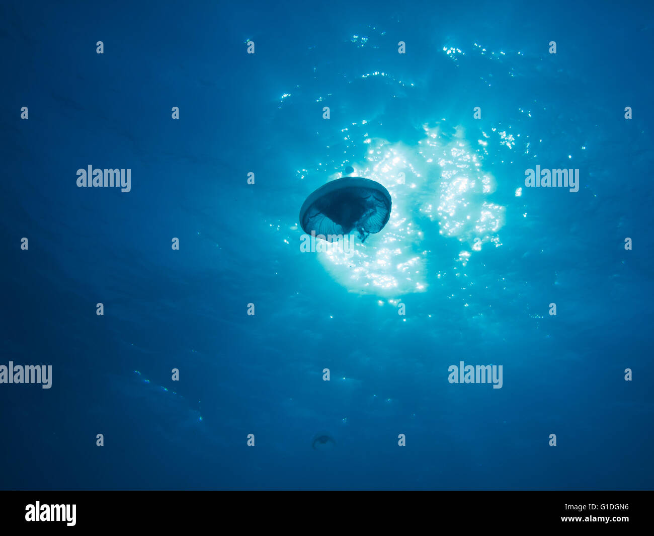 Drifting méduses dans la mer. Banque D'Images