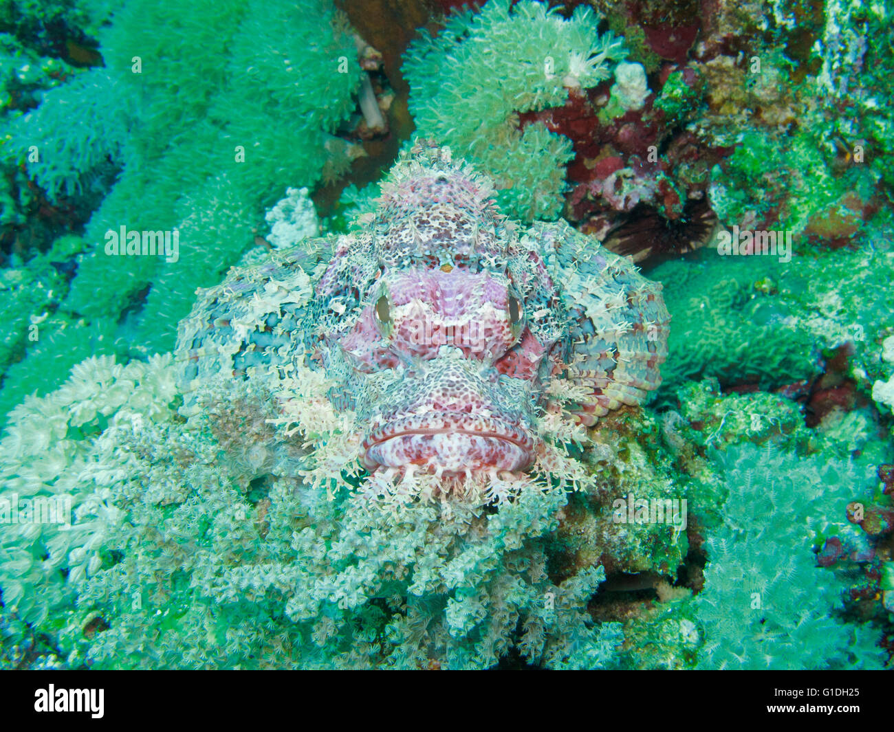 Un poisson scorpion camoufle le lui-même l'entourant. Banque D'Images
