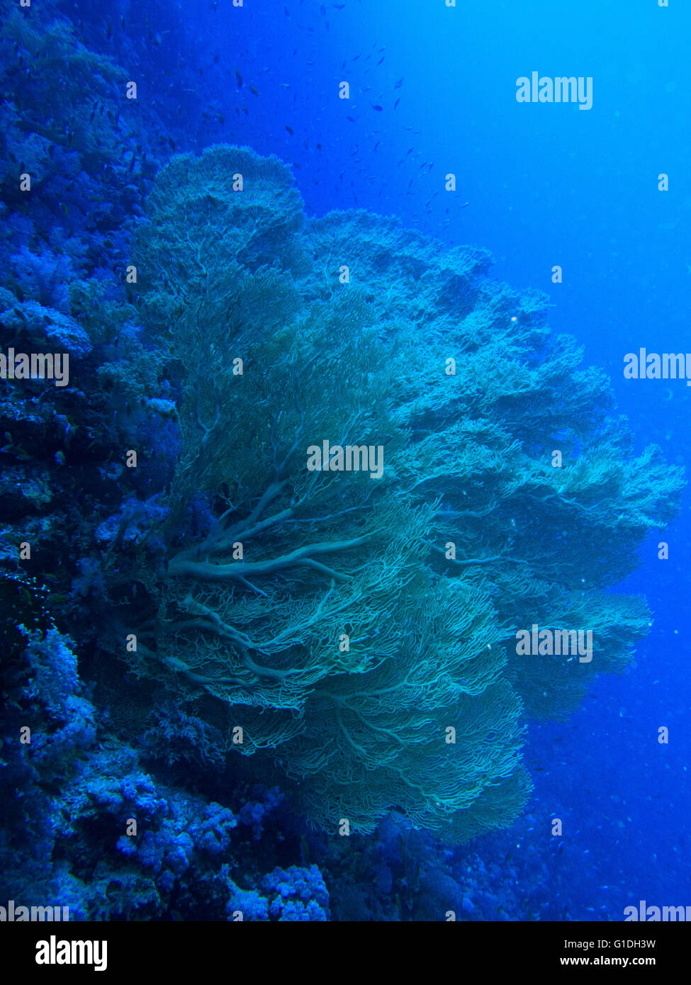 Mer Gorgornian géant fans dans le bleu profond. Banque D'Images