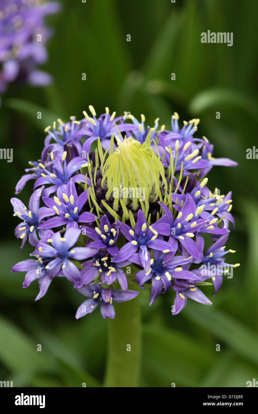 Scilla Peruviana Banque D'Images