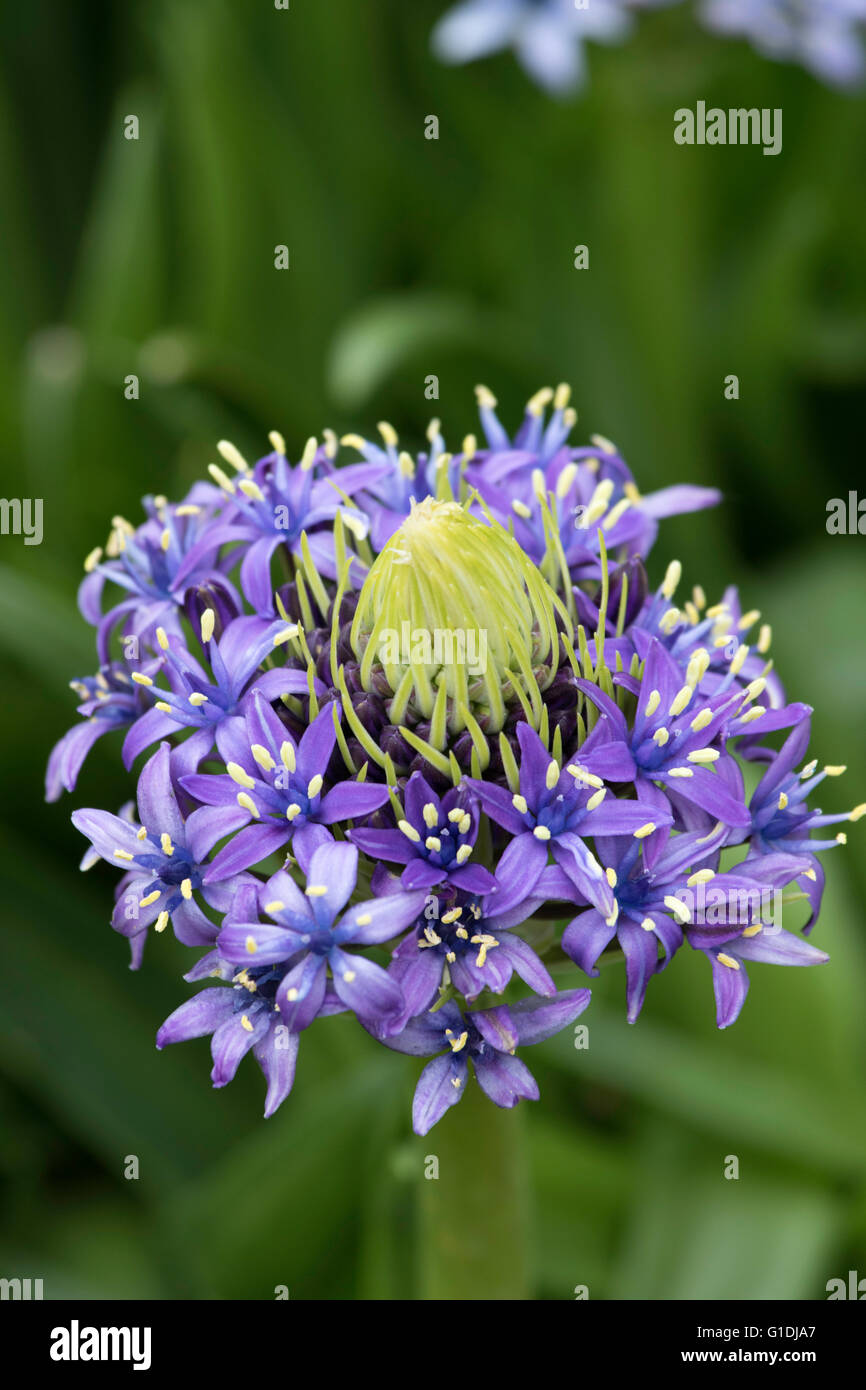 Scilla Peruviana Banque D'Images