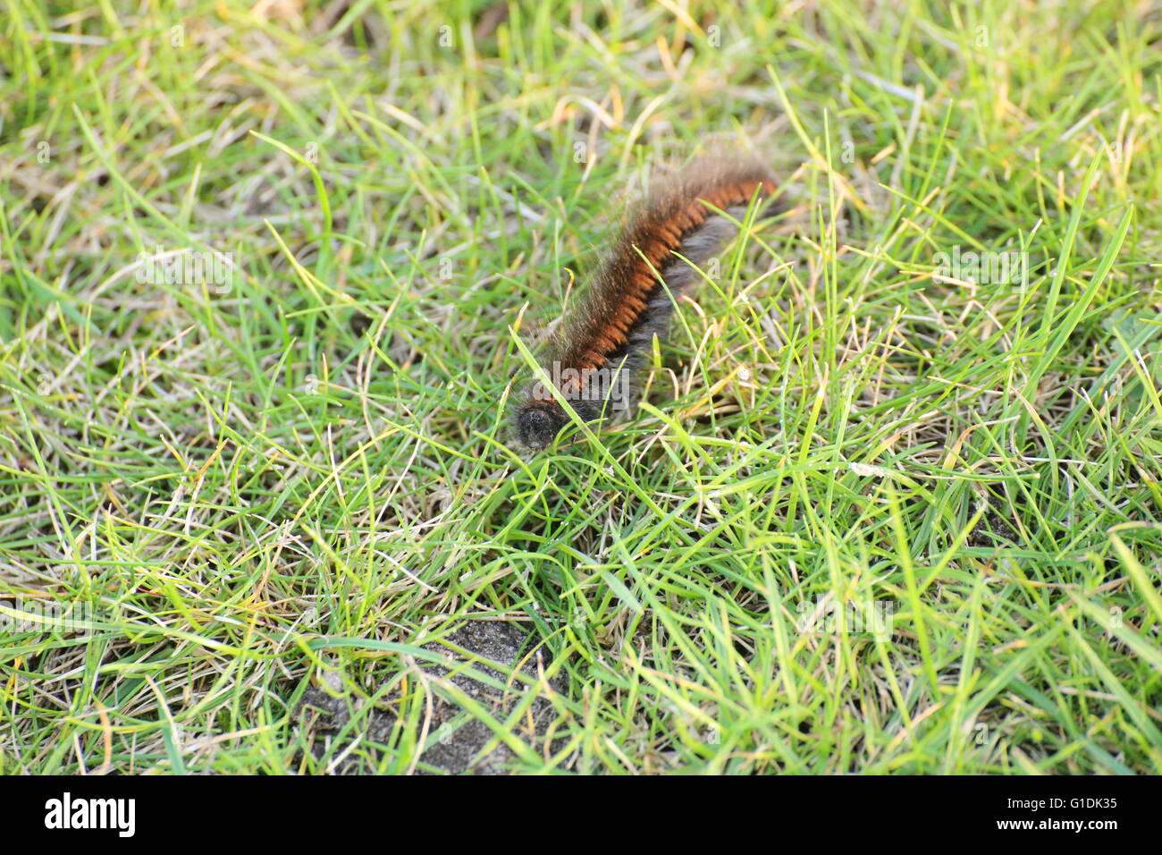 De Caterpillar le fox moth (Macrothylacia rubi). Banque D'Images