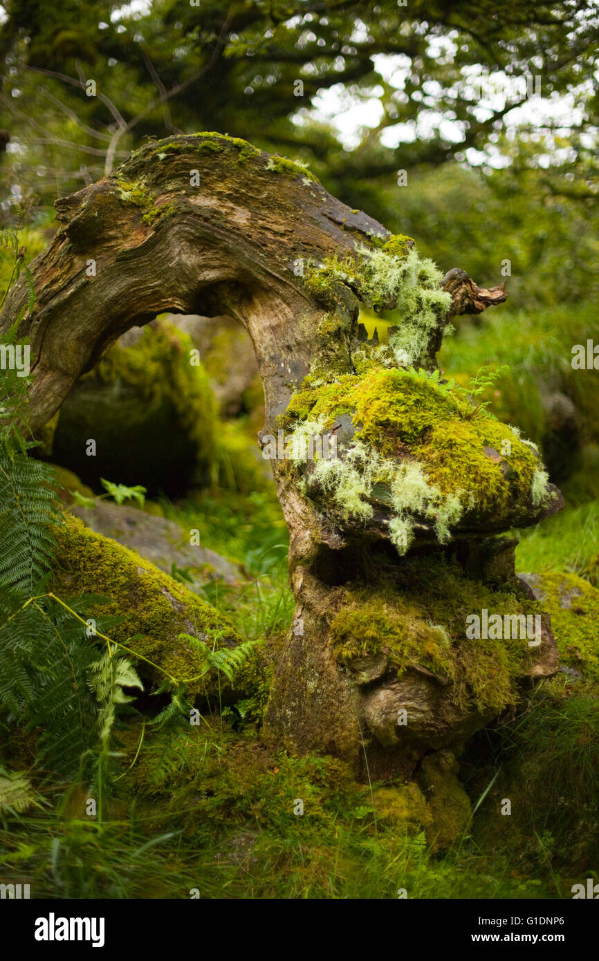 Mousses et lichens couvrant un vieil arbre tordu tronc en wistmans wood, Devon, UK Banque D'Images