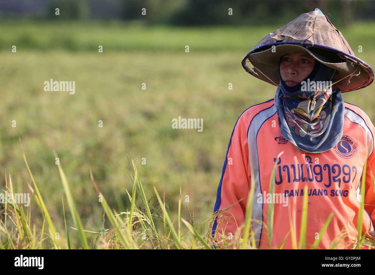 L'agriculture. Port de vêtements traditionnels Lao farmer hat. Vang Vieng. Le Laos. Banque D'Images