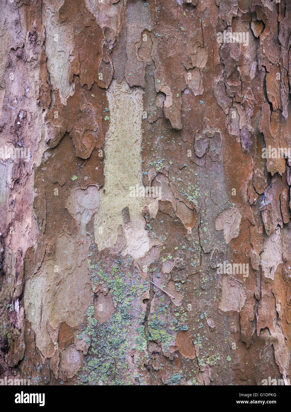 Écorce d'un avion à destination de Londres (Platanus x acerifolia) ressemblant à une oeuvre. Banque D'Images