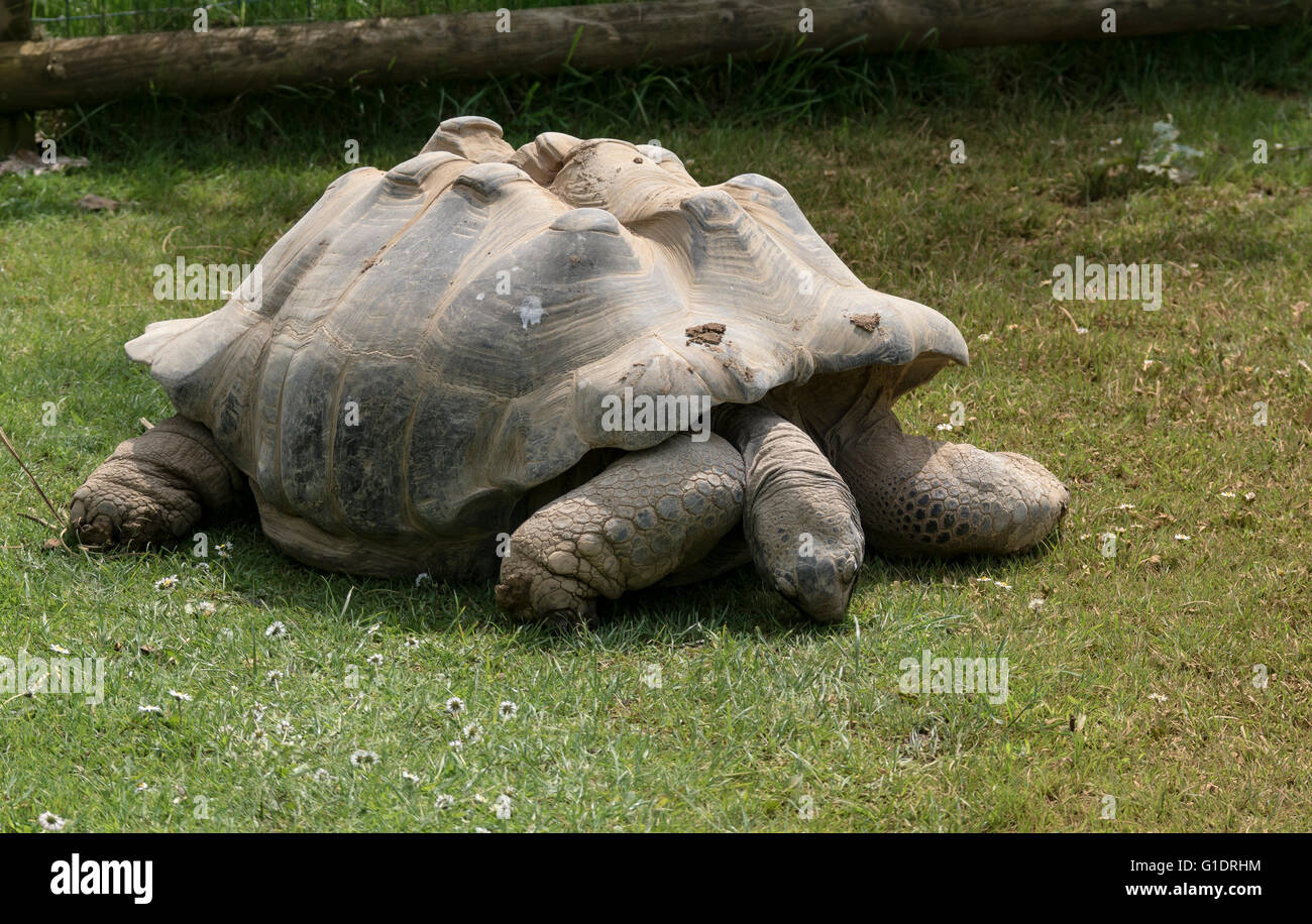 Tortue géante d'Aldabra cotswold Wildlife park Banque D'Images