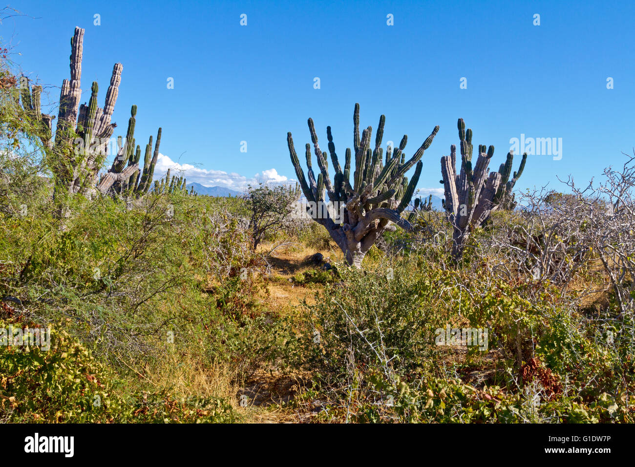 Cactus Cardon grove neat Todos Santos, Baja Sur, Mexique Banque D'Images