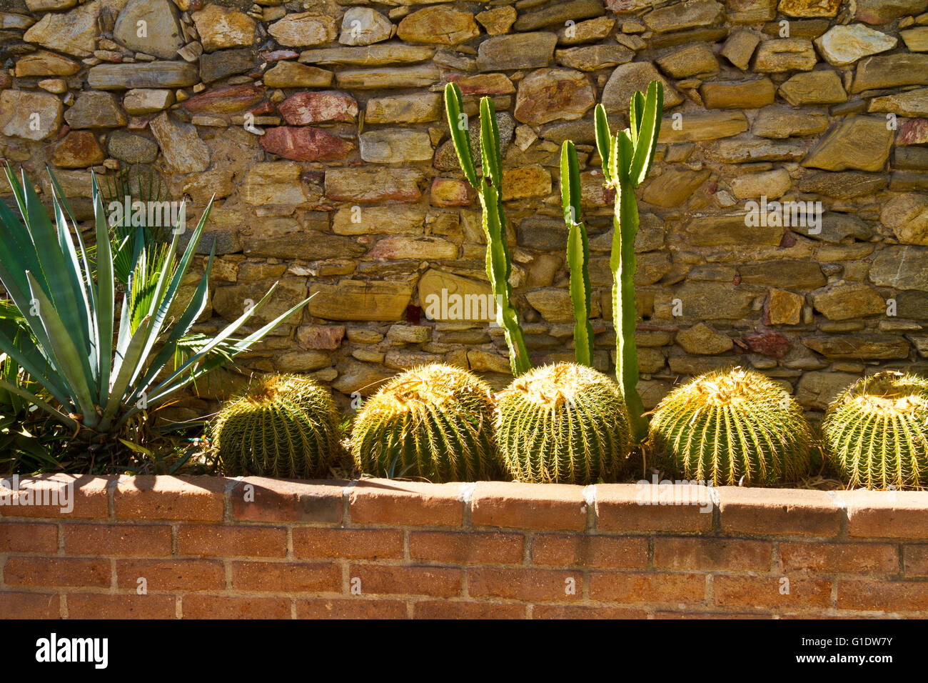 Les cactus de la décoration d'une terrasse en Caffé El Triunfo, Baja Sur, au Mexique. Banque D'Images