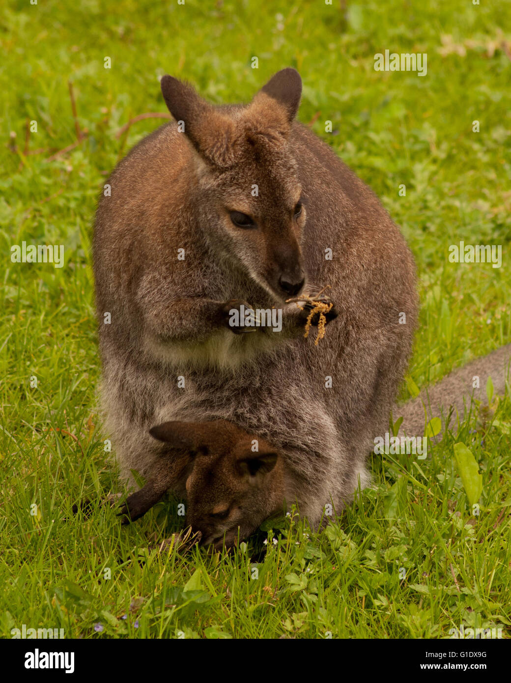 Bennett's wallaby avec Joey. Banque D'Images