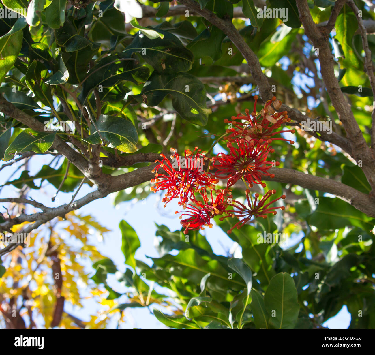 Stenocarpus sinuatus, Firewheel arbre blanc, Beefwood, Queensland Firewheel Arbre, fleur de tulipe, le chêne blanc et le chêne soyeux Blanc est un arbre. Banque D'Images