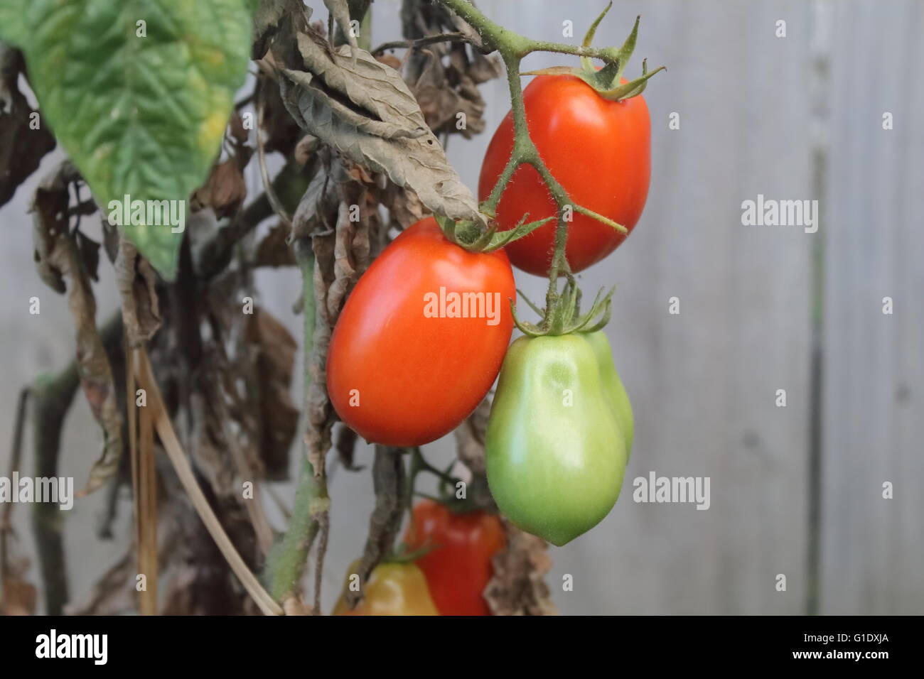 Prêts pour la récolte de tomates à un jardin Banque D'Images