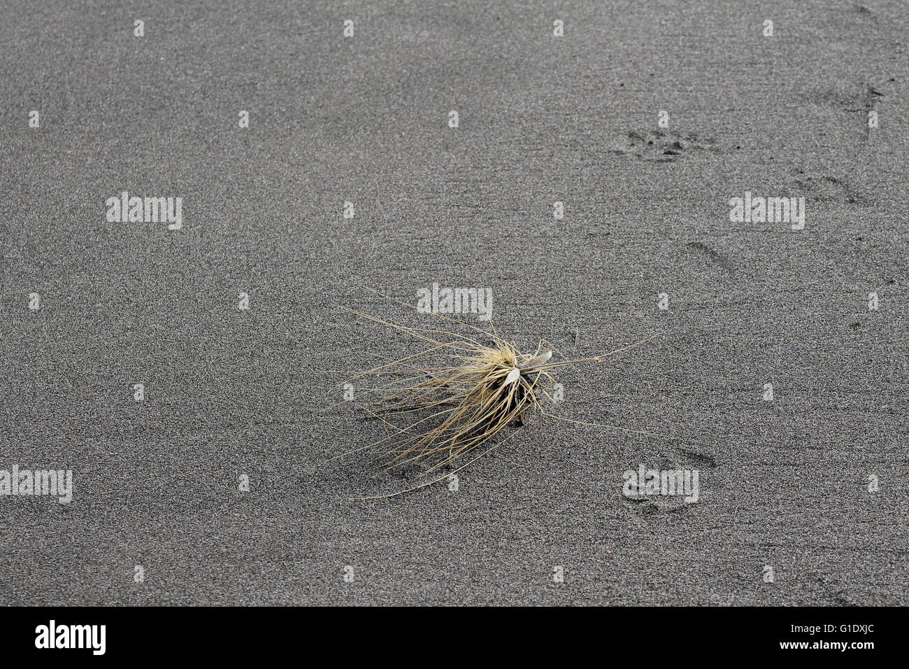 Un fer à repasser à l'tumbleweed plage de sable de Whatipu, Auckland, Nouvelle-Zélande soufflée ici et là à la fois par le sable et le vent Banque D'Images
