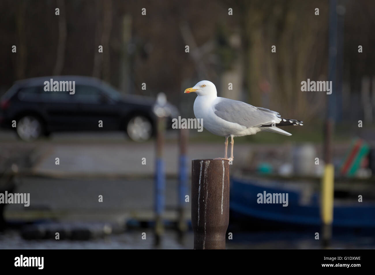 European Herring Gull (Larus argentatus) assis sur un arrière-plan avec poteau de métal. Banque D'Images