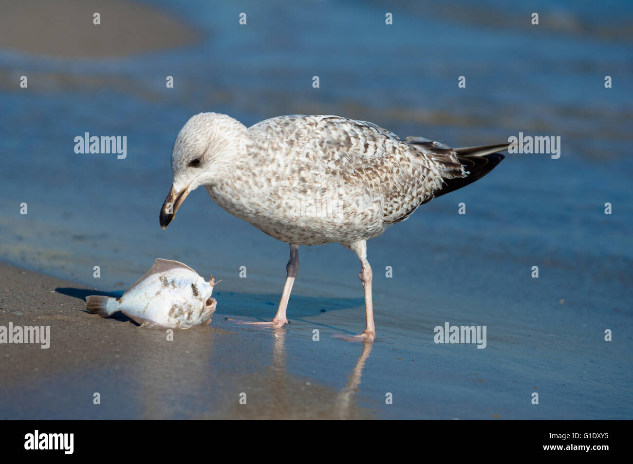 Seagull attrapé un poisson sur une plage de sable fin et le mange Banque D'Images