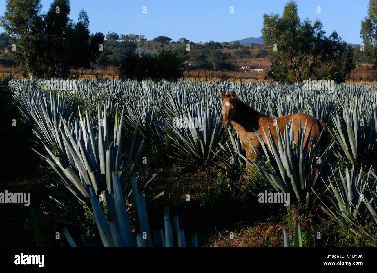 Chevaux dans un champ d'agave autour d'El Arenal, Jalisco, Mexique. Banque D'Images