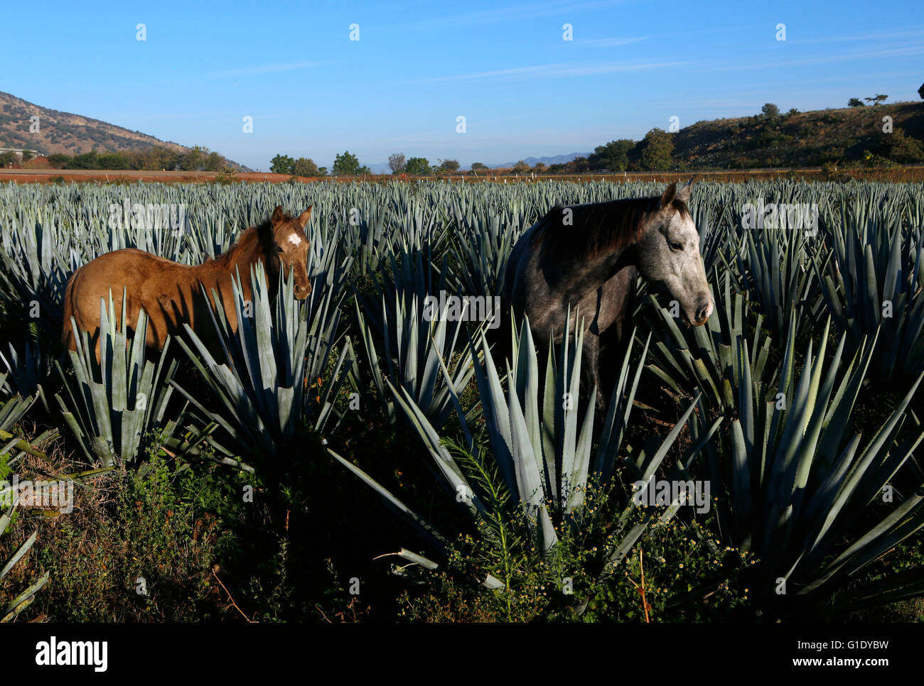 Chevaux dans un champ d'agave autour d'El Arenal, Jalisco, Mexique. Banque D'Images