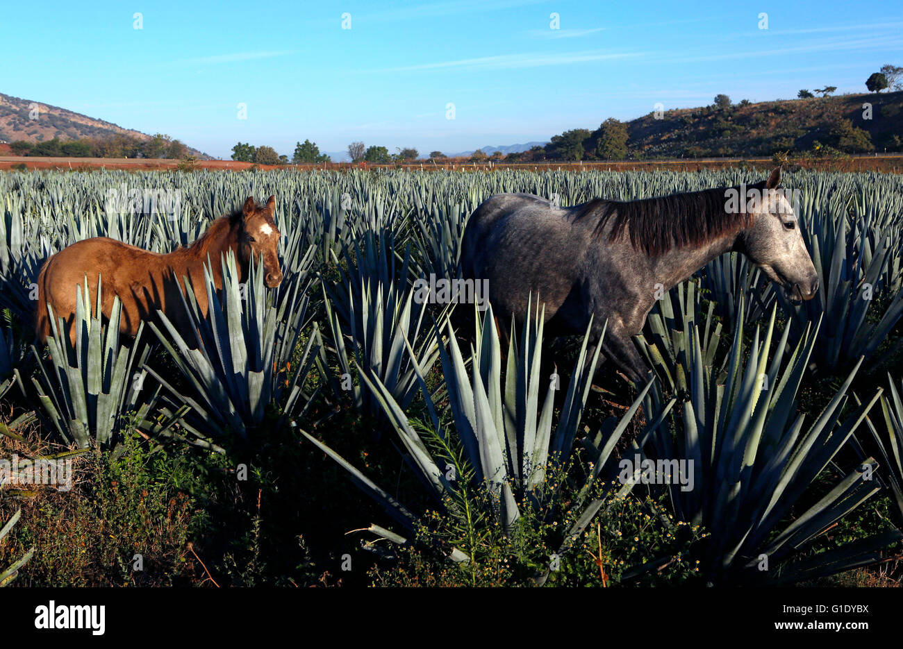 Les champs d'Agave autour de près de El Arenal, Jalisco, Mexique. Banque D'Images