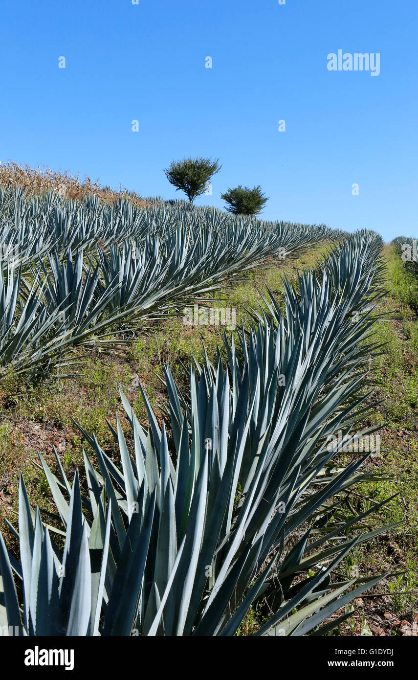 Les champs d'Agave autour de près de San Juanito Escobedo, Jalisco, Mexique. Banque D'Images