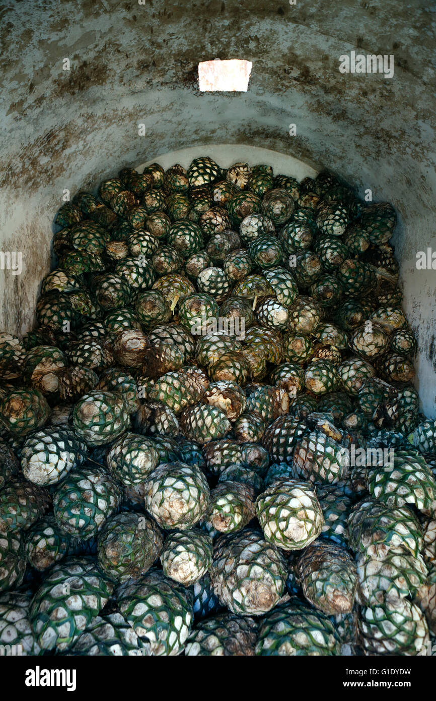 Coeurs d'Agave la cuisson dans les fours à Cascahuin Tequila distillerie à El Arenal, Jalisco, Mexique. Banque D'Images