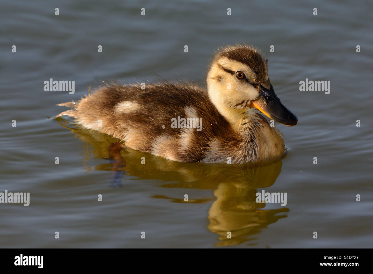 Canard colvert Anas platyrhynchos juvénile solo de natation avec réflexion Banque D'Images