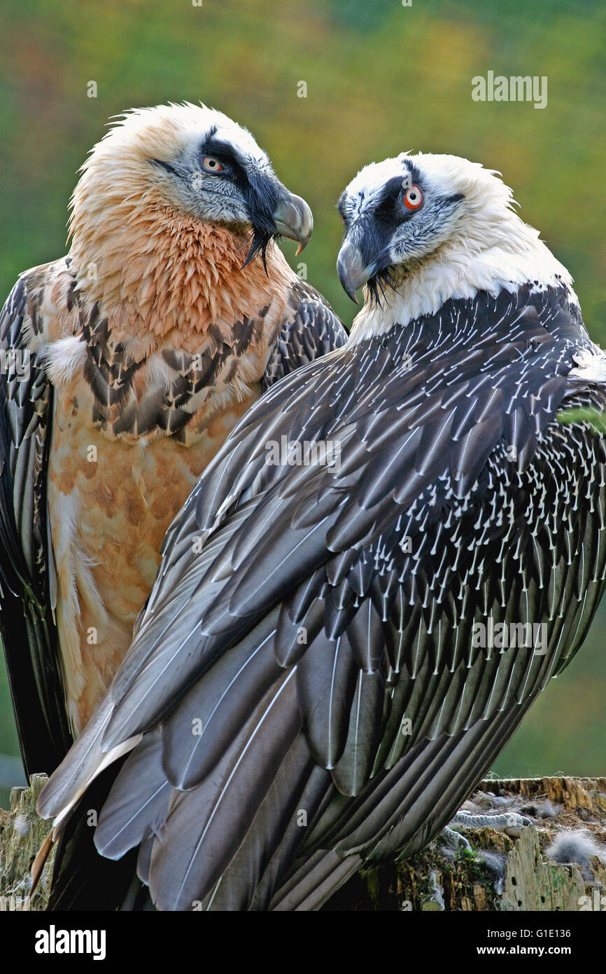 Paire de vautours barbus adultes ( Gypaetus barbatus ) en plumage reproducteur assis ensemble. Banque D'Images